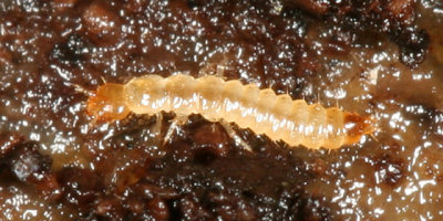 Aleocharinae (larva)
