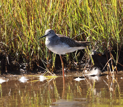 Lesser Yellowlegs - Tringa flavipes