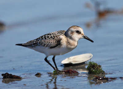 Sanderling - Calidris alba