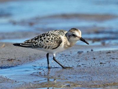 Sanderling - Calidris alba