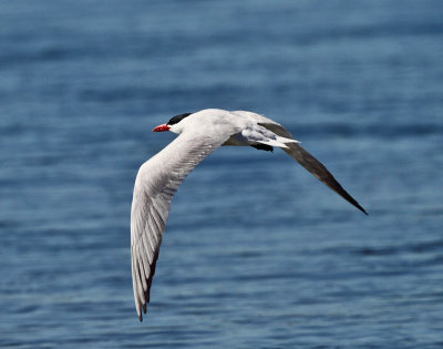 Caspian Tern - Hydroprogne caspia