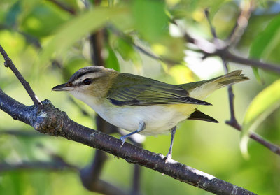 Red-eyed Vireo - Vireo olivaceus 