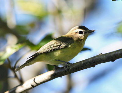 Philadelphia Vireo - Vireo philadelphicus