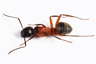 Camponotus chromaiodes