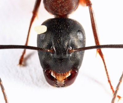 Camponotus chromaiodes