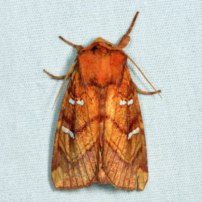 9482 - Osmunda Borer - Papaipema speciosissima