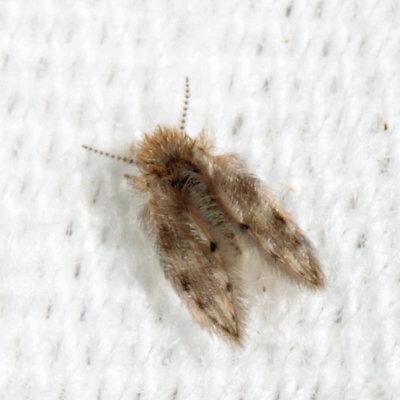 psychodidae larvae