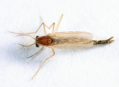 Chaoborus sp.