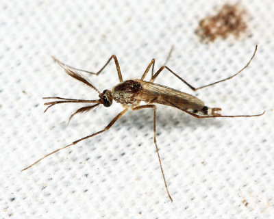 Eastern Treehole Mosquito - Ochlerotatus triseriatus 