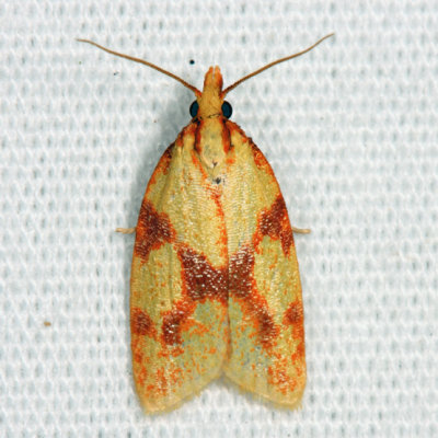  3695  Sparganothis Fruitworm Moth  Sparganothis sulfureana