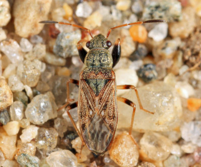 Pseudopachybrachius basalis