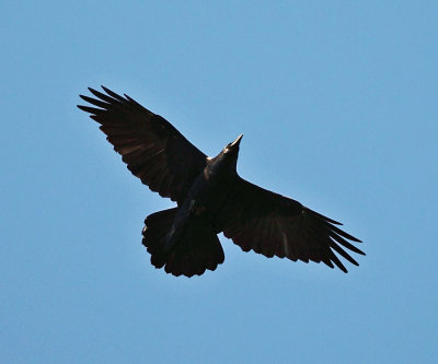 Common Raven - Corvus corax 
