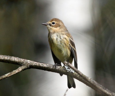 Yellow-rumped Warbler - Setophaga coronata