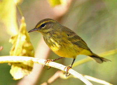 Palm Warbler - Setophaga palmarum