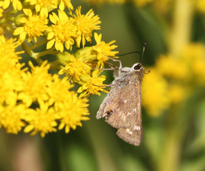 Sachem - Atalopedes campestris