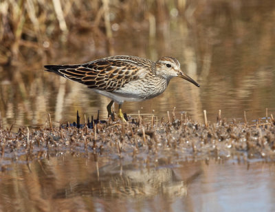 Pectoral Sandpiper - Calidris melanotos 