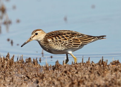 Pectoral Sandpiper - Calidris melanotos