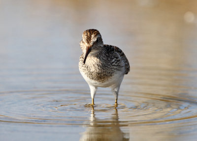 Pectoral Sandpiper - Calidris melanotos