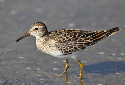 Pectoral Sandpiper - Calidris melanotos