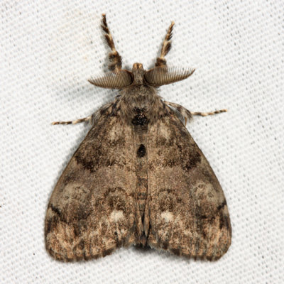 8316 - White-marked Tussock Moth - Orgyia leucostigma