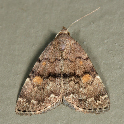  8323  Common Idia Moth  Idia aemula