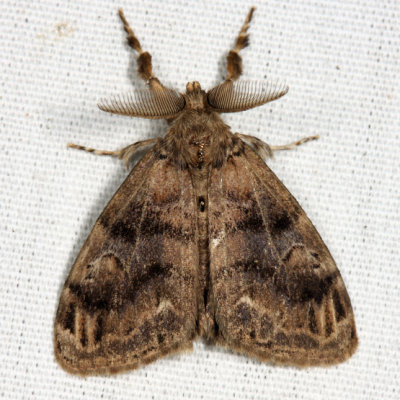 8314 - Definite Tussock Moth - Orgyia definita