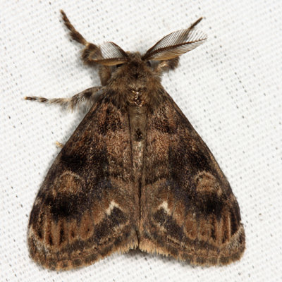 8314 - Definite Tussock Moth - Orgyia definita