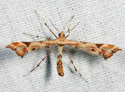 6109 - Artichoke Plume Moth - Platyptilia carduidactylus