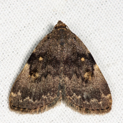 8323 - Common Idia - Idia aemula