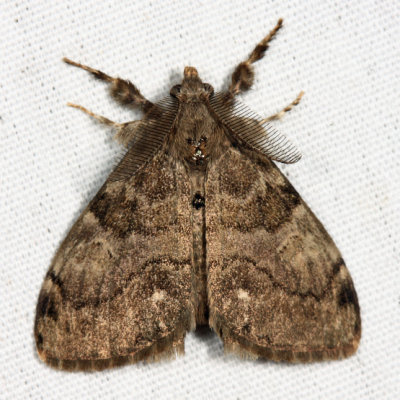  8316  White-marked Tussock Moth  Orgyia leucostigma