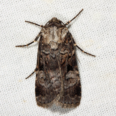 10680 - Knee-joint Dart Moth - Feltia geniculata