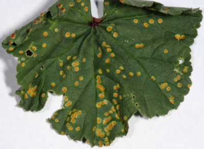 Puccinia malvacearum - Hollyhock Rust