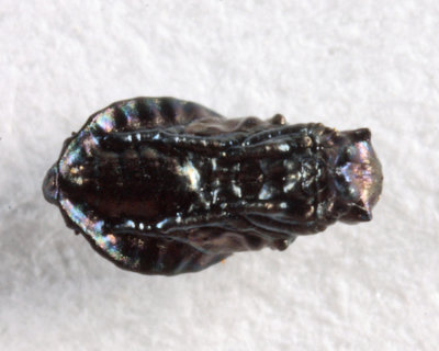 Eulophidae (pupa)