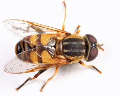 Helophilus fasciatus