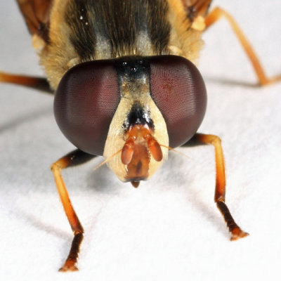 Helophilus fasciatus