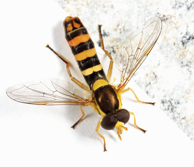 Sphaerophoria philanthus