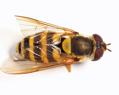 Syrphus ribesii (female)