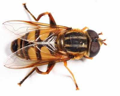 Helophilus fasciatus