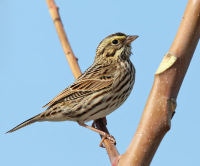 Savannah Sparrow - Passerculus sandwichensis