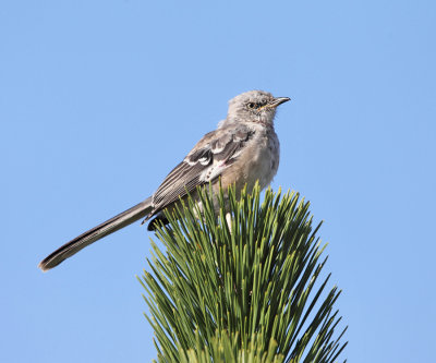 Northern Mockingbird - Mimus polyglottos