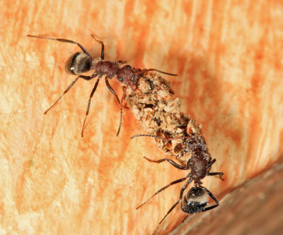 Compact Carpenter Ant - Camponotus planatus