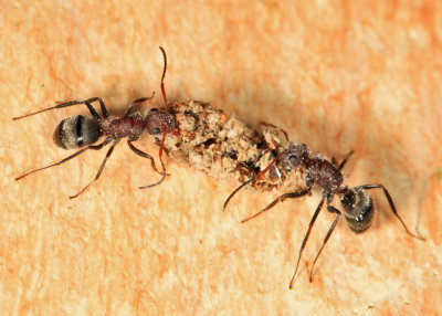 Compact Carpenter Ant - Camponotus planatus