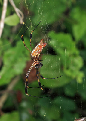 Golden Silk Orb Weaver - Nephila clavipes