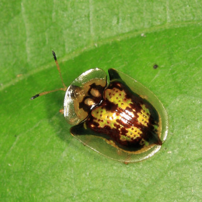 Yucatan Beetles 2013