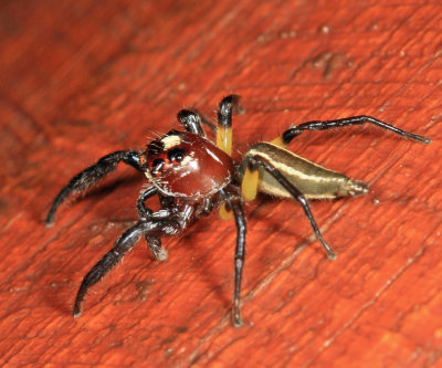 Sylvan Jumping Spider - Colonus sylvanus 