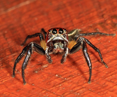  Sylvan Jumping Spider - Colonus sylvanus 