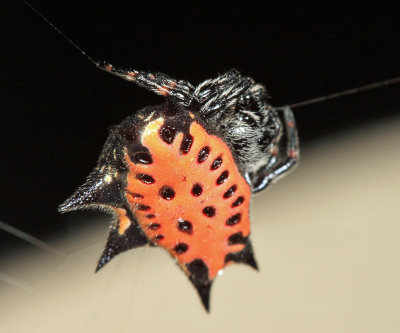 Spinybacked Orbweaver - Gasteracantha cancriformis