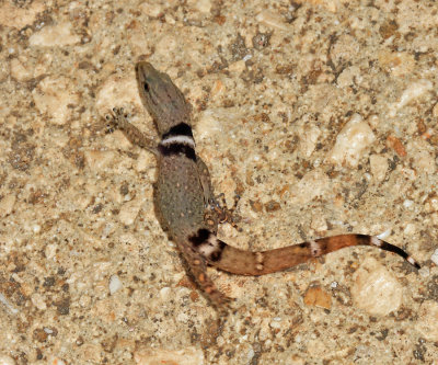 Least Gecko - Sphaerodactylus glaucus