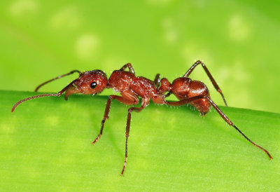 Yucatan Ants 2013