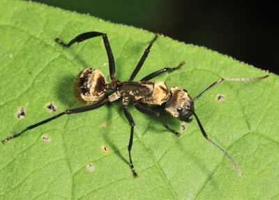 Golden Carpenter Ant - Camponotus sericeiventris